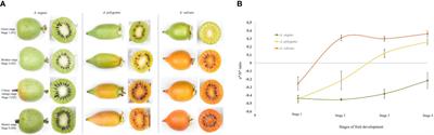 Comparative transcriptomic and plastid development analysis sheds light on the differential carotenoid accumulation in kiwifruit flesh